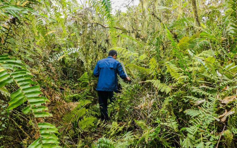 Área invadida por la guayaba y por un helecho (Nephrolepis biserrata) en el sur del volcán Sierra Negra en Isabela, Galápagos. Foto: Miriam San José. 