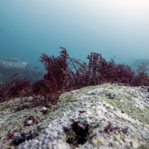 Asparagopsis taxiformis (Delile) Trevisan de Saint-Léon, 1845