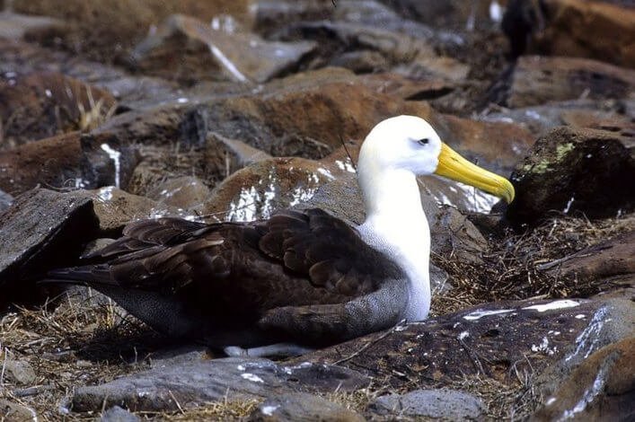 At the end of March they arrive at the island Española to make their nests on the stones of volcanic lava. Unregulated fishing is wiping out its population.