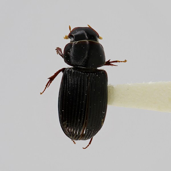 Ataenius cristobalensis Cook & Peck, 2000