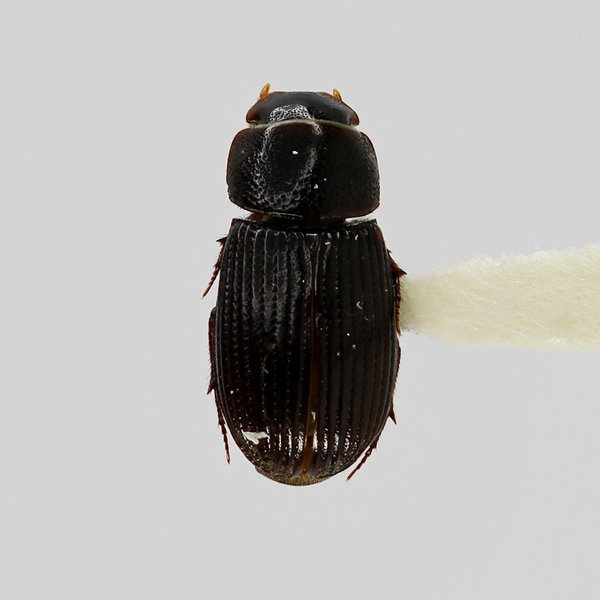 Ataenius floreanae Cook & Peck, 2000