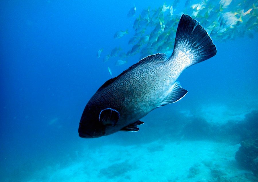 Bacalao (Mycteroperca olfax) en las Islas Darwin and Wolf, Galápagos