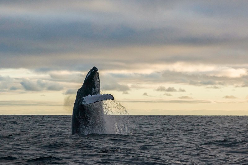 Ballena jorobada en costas de Ecuador. Foto: Sam Rowley