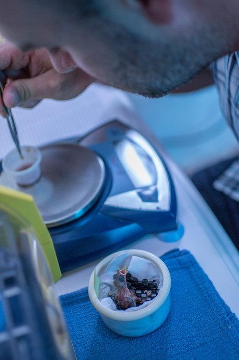 Beau Parks feeding a newborn mangrove finch in the ECCD laboratory.