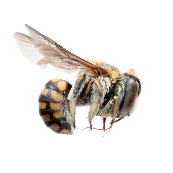 Anthidium vigintiduopunctatum Friese