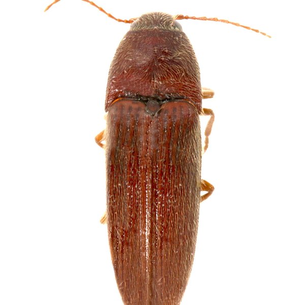 Anchastus vandykei Johnson, 2006
