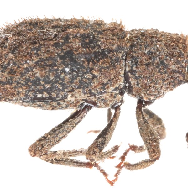 Anchonus galapagoensis G.R. Waterhouse, 1845