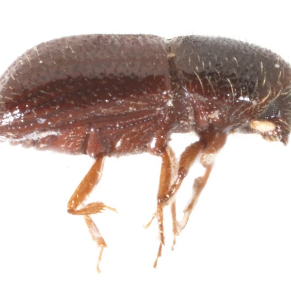 Araptus franzi Bright & Peck, 1998