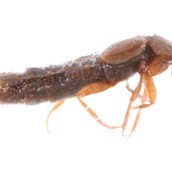 Atheta galapagoensis Pace, 1985