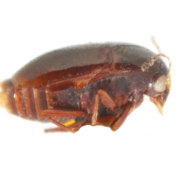 Baeocera galapagoensis Löbl, 1977