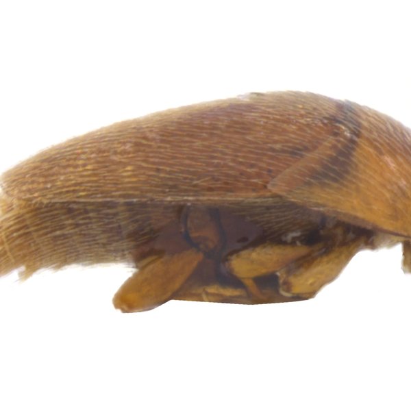 Coproporus galapagosus Coiffait, 1981