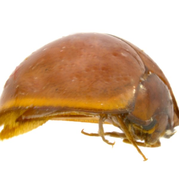 Fallia colorata John, 1959