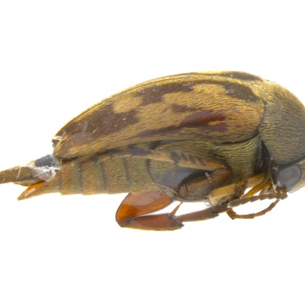 Mordellistena galapagoensis Van Dyke, 1953