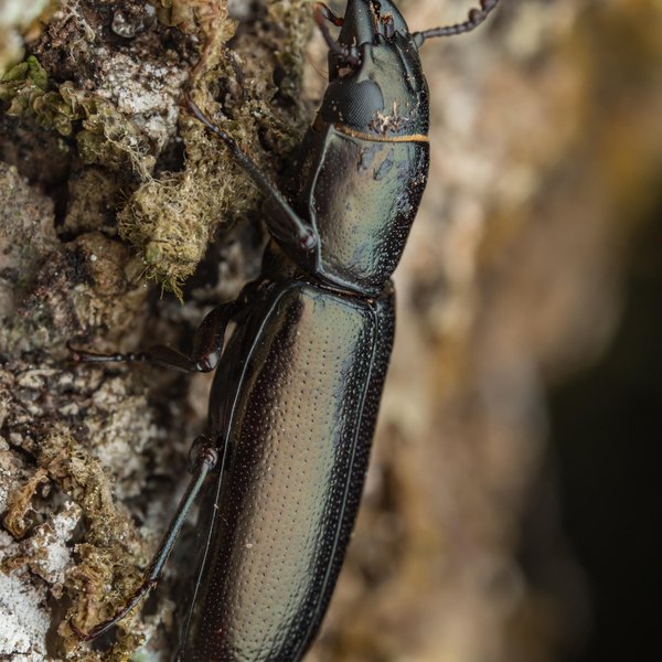 Trogossita galapagoensis (Mutchler, 1938)