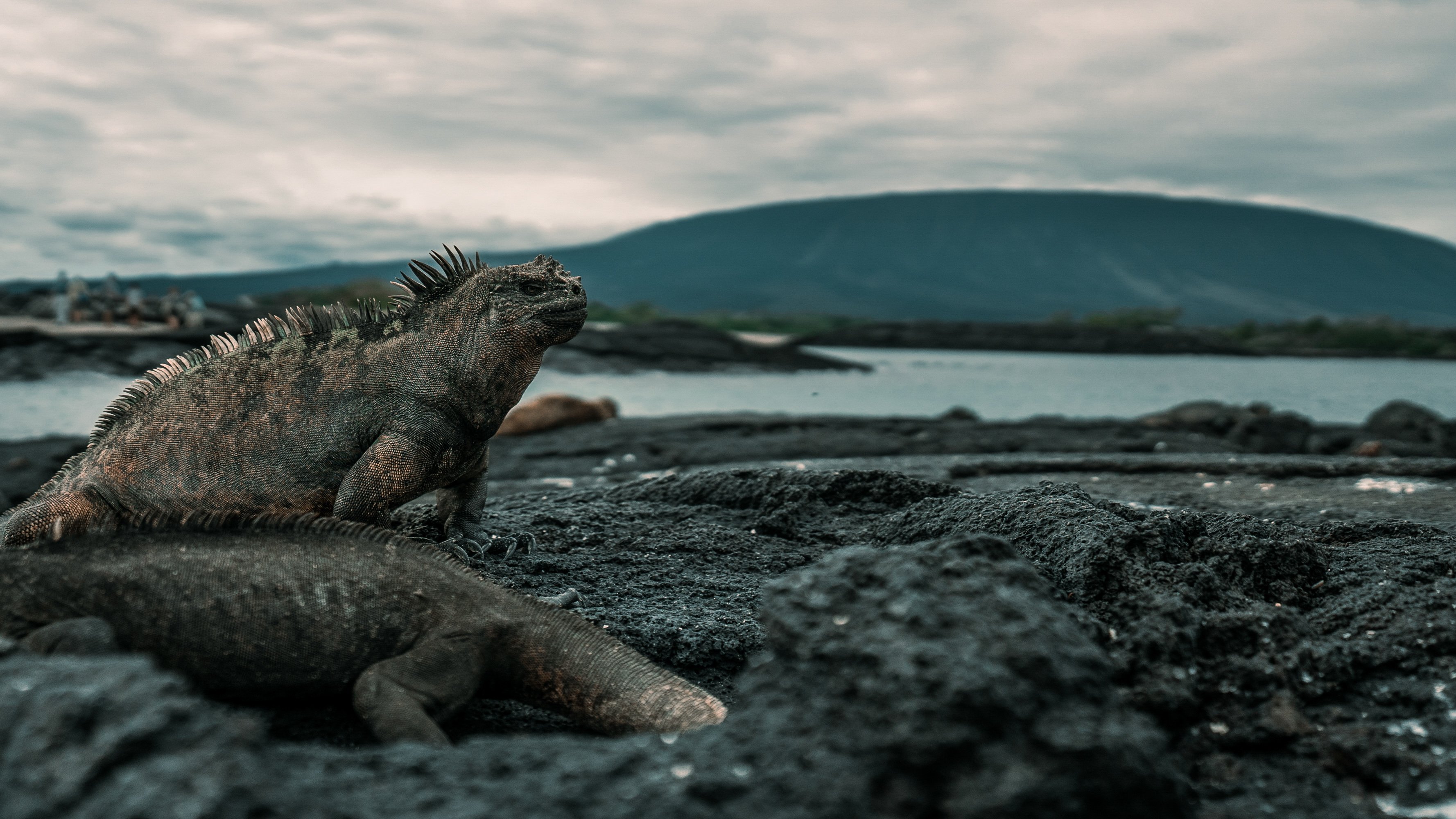 Marine iguana landscape