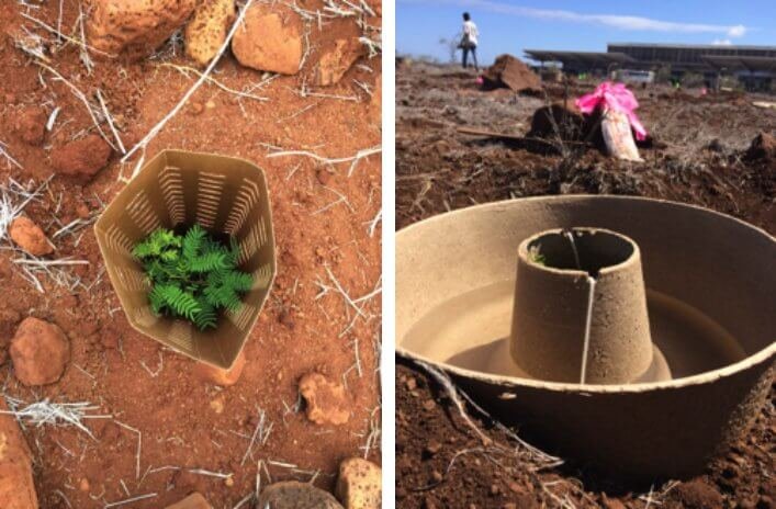 Biodegradable Cocoon technology boxes.