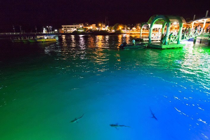 Black tip juvenile sharks in the passenger’s dock in Puerto Ayora, Santa Cruz.