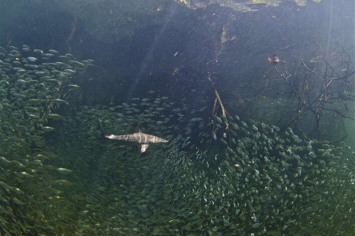 Blacktip in mangrove Isabela Galapagos.