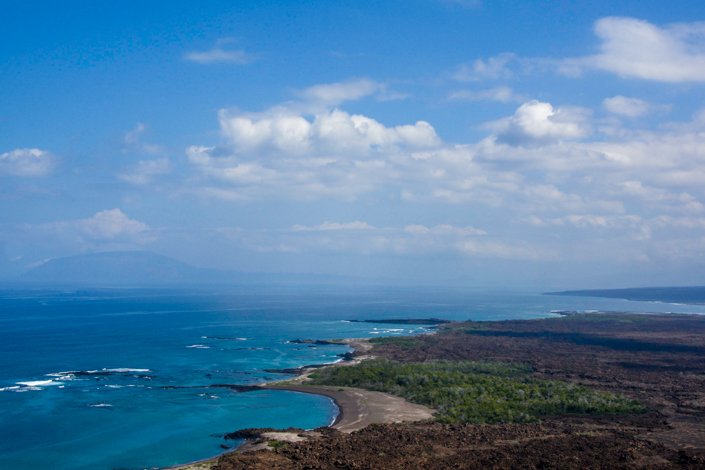 Bosque de manglares en Playa Tortuga Negra donde se encuentra el Pinzón de Manglar