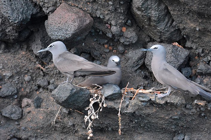 Brown noddy terns (Anous stolidus galapagensis) nesting with an egg, four meters from the collected nest.