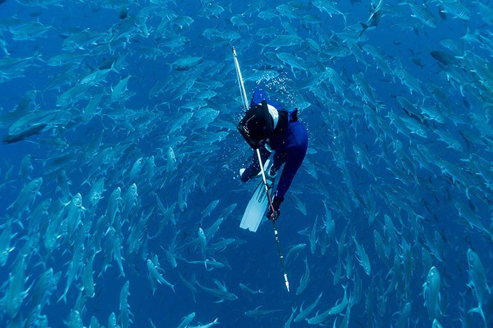 Buceando a pulmón entre una escuela de jureles (Caranx sexfasciatus) con la vara hawaiiana