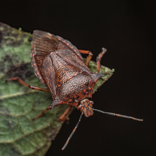 Alcaeorrhynchus grandis (Dallas, 1851)