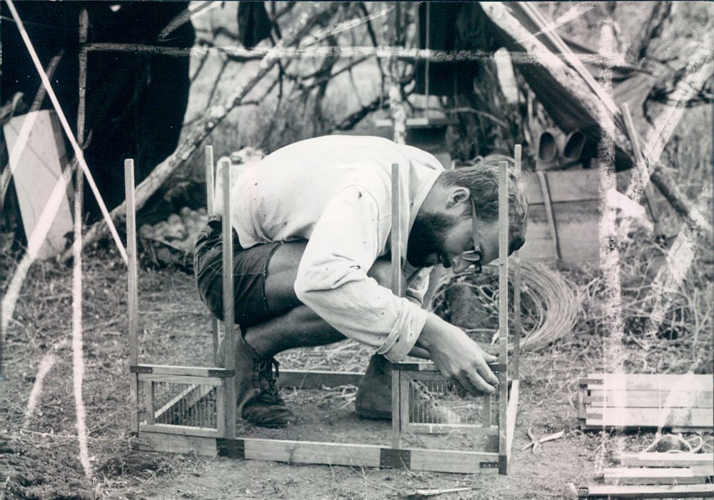 Building the cages. Photo courtesy: Peter Kramer, CDF.