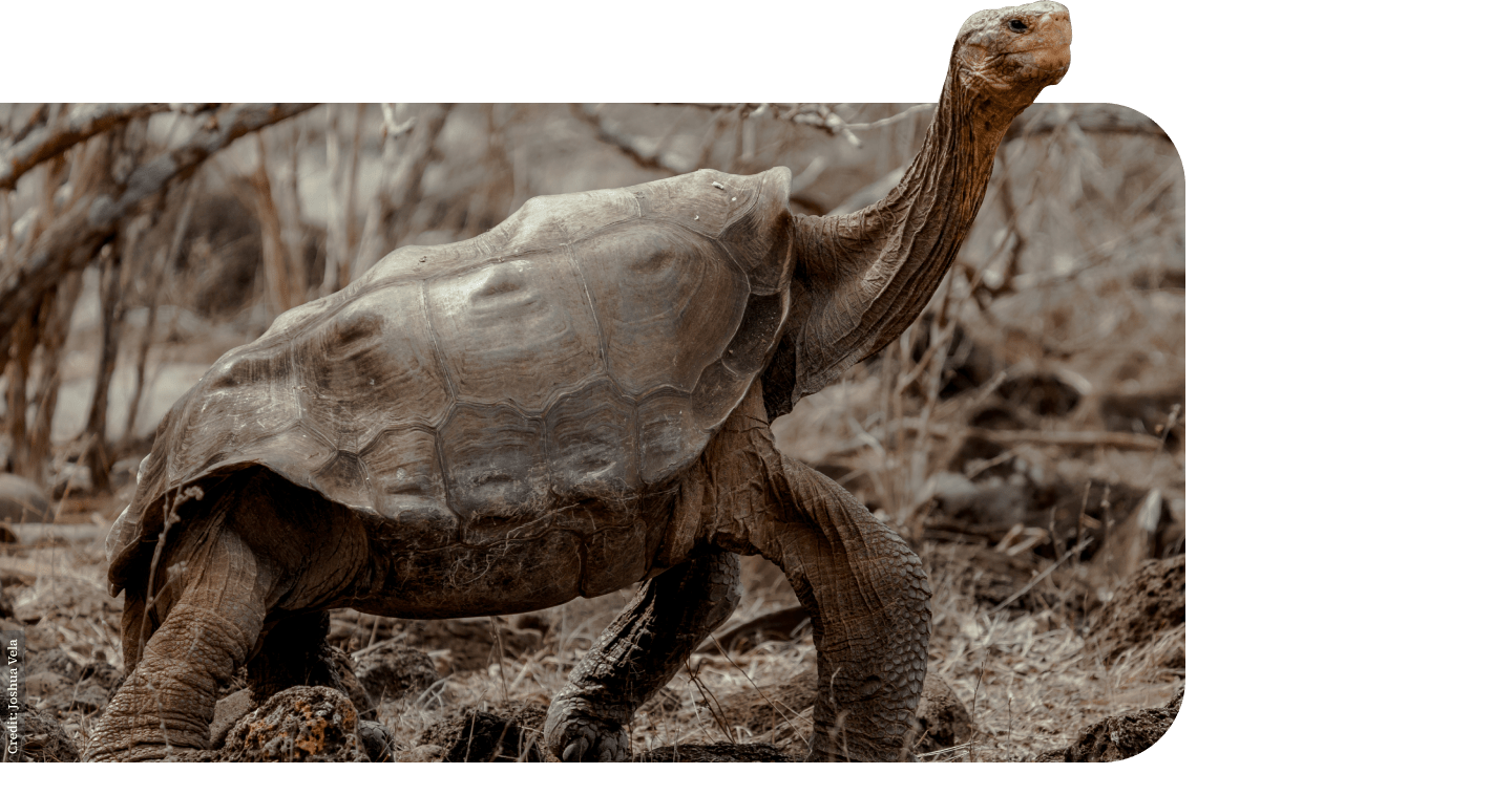 CDF - galapagos giant tortoise