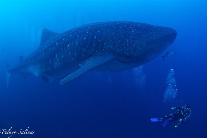 CDF scientist diving with a whale shark at the Darwin Arch in the Galapagos Islands.
