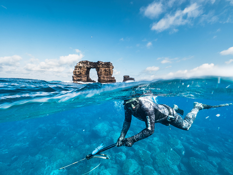 CDFs shark project Principal Investigator Dr Pelayo Salinas de Leon, freedives to deploy satellite tags on pregnant hammerhead sharks at Darwins Arch in northern Galapagos