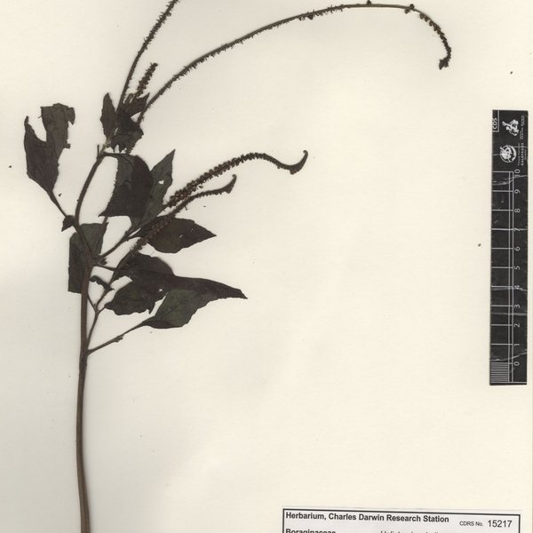 Heliotropium indicum L.