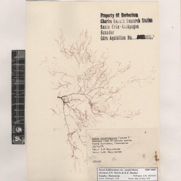 Dasya pedicellata stanfordiana (Farlow) J.N.Norris & Bucher