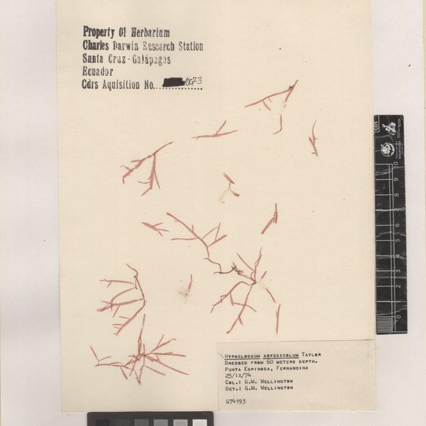 Hypoglossum attenuatum var. abyssicola (W.R.Taylor) E.Y.Dawson