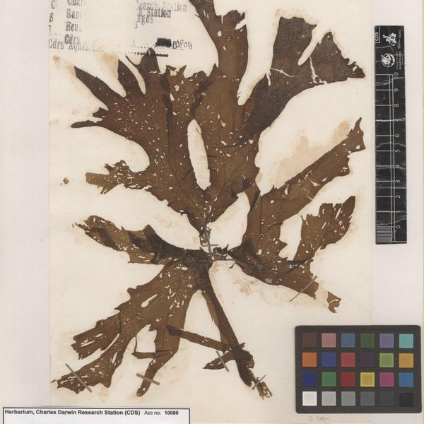 Dictyopteris cokeri (M.A. Howe) W.R. Taylor