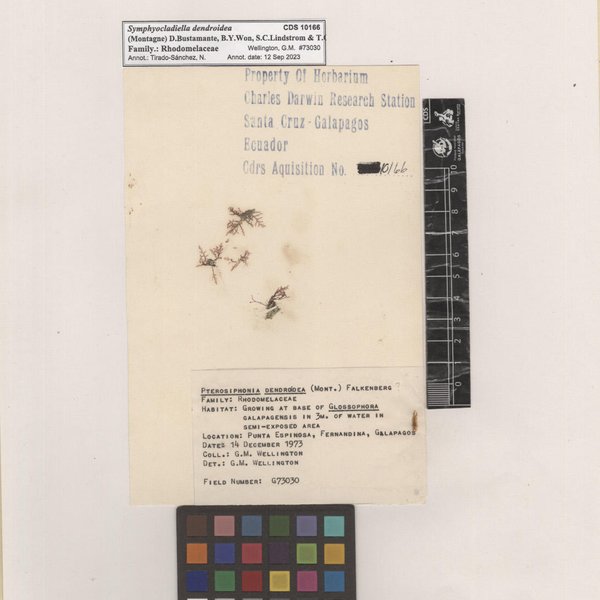 Symphyocladiella dendroidea (Montagne) D.Bustamante, B.Y.Won, S.C.Lindstrom & T.O.Cho