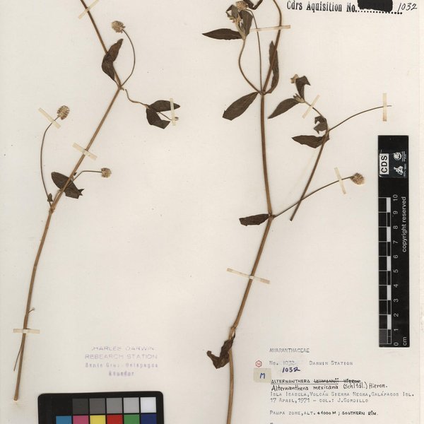Alternanthera lanceolata (Benth.) Schinz