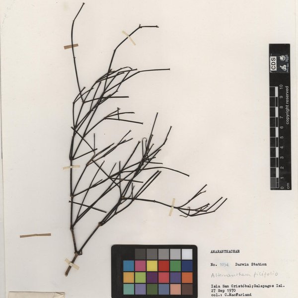 Alternanthera filifolia (Hook. f.) J.T. Howell