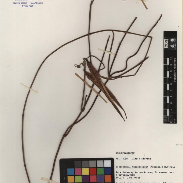 Funastrum angustissimum (Andersson) E.Fourn.