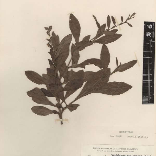 Pseudelephantopus spicatus (B. Juss. ex Aubl.) C.F. Baker