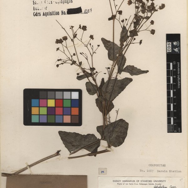 Adenostemma platyphyllum Cass.