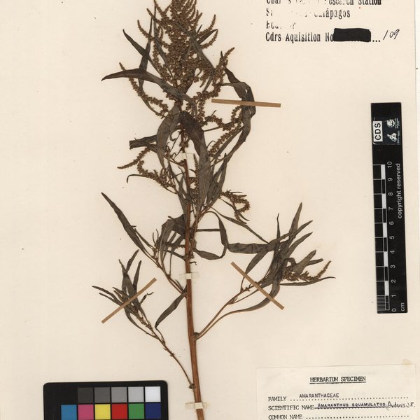 Amaranthus squamulatus (Andersson) B.L. Rob.