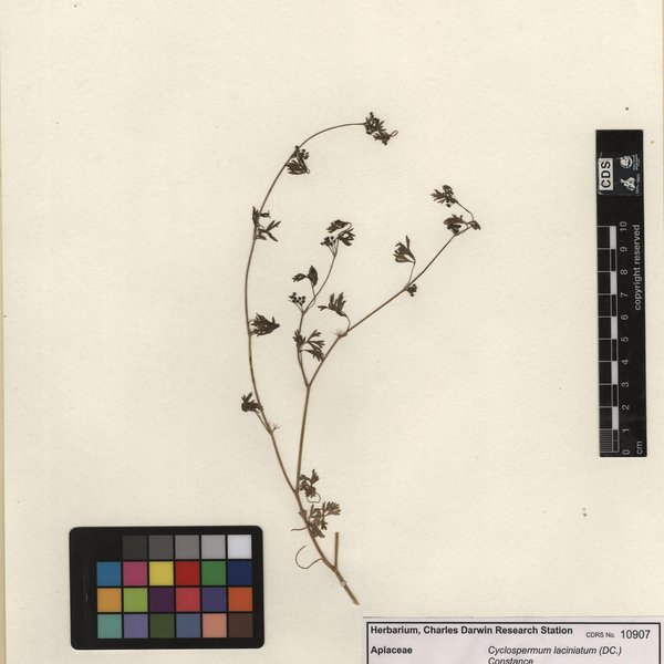 Cyclospermum laciniatum (DC.) Constance