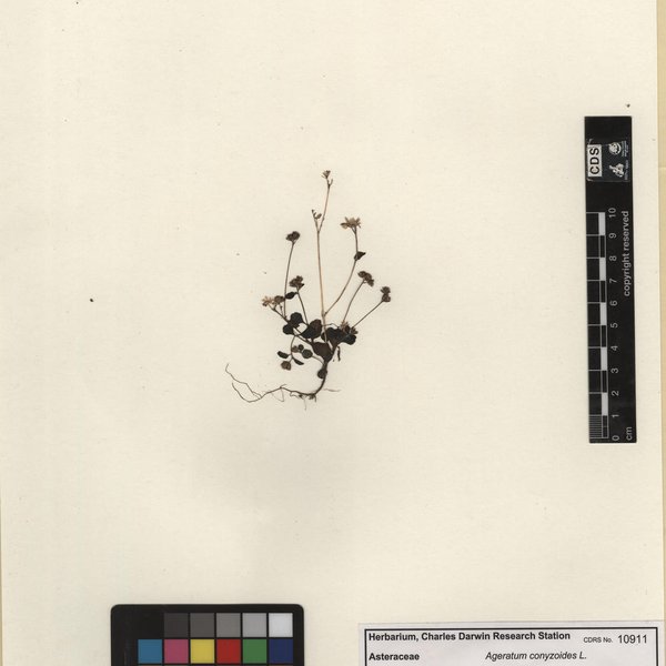 Ageratum conyzoides L.