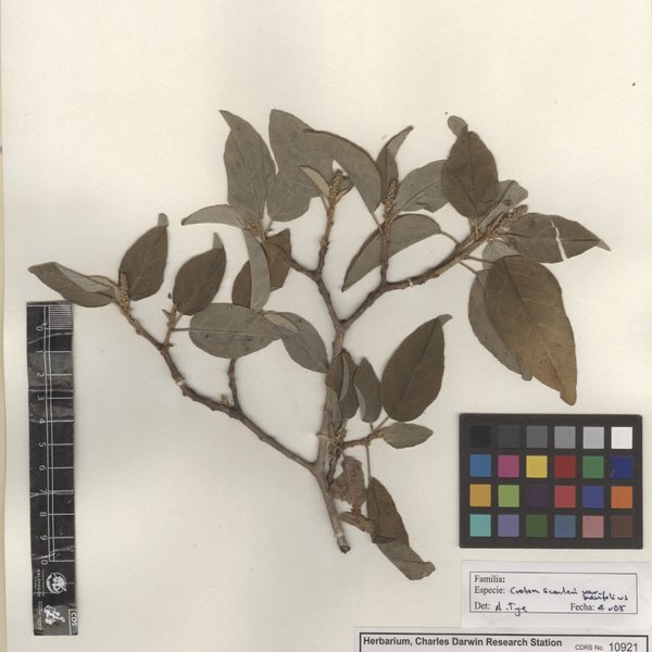 Croton scouleri var. brevifolius (Andersson) Müll. Arg.