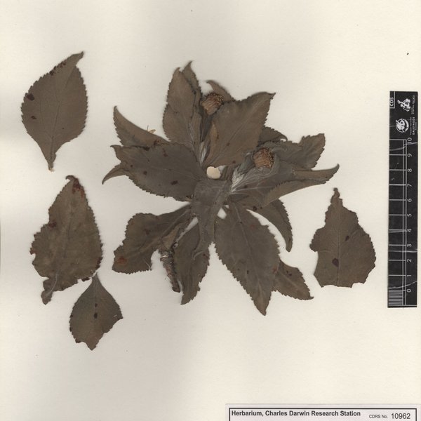 Scalesia affinis subsp. affinis Hook. f.
