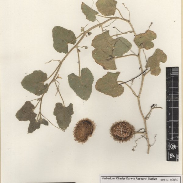 Cucumis dipsaceus Ehrenb. ex Spach
