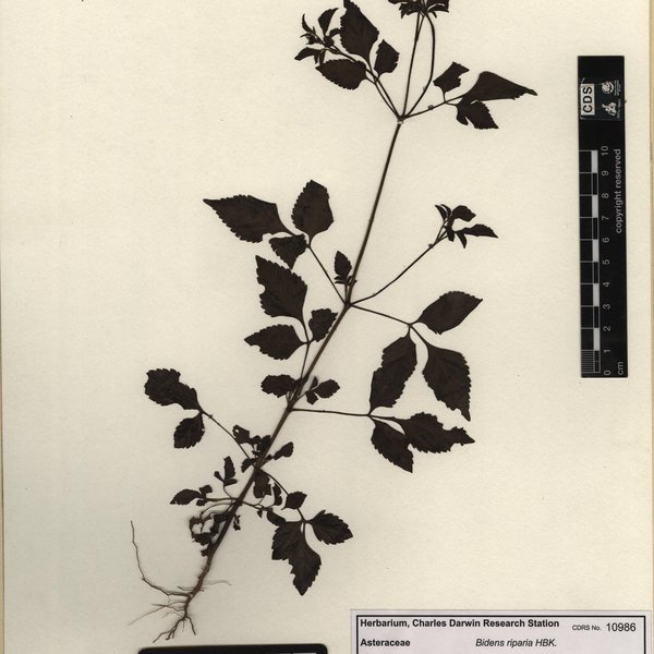 Bidens riparia Kunth