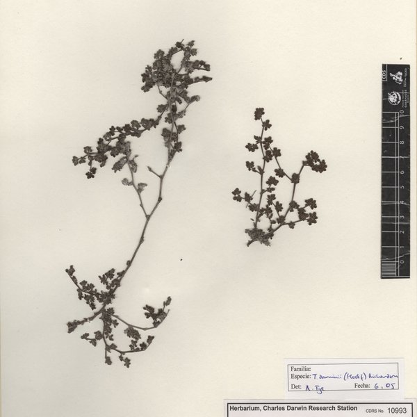 Tiquilia darwinii (Hook. f.) A.T. Richardson