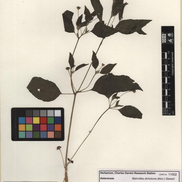 Blainvillea dichotoma (Murray) Stewart