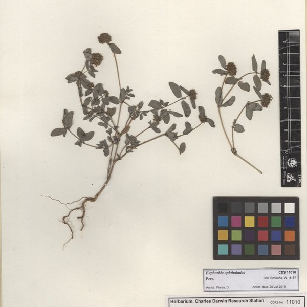 Euphorbia ophthalmica Pers.